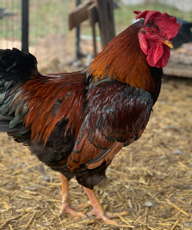 Second Chance Rooster - G.W.