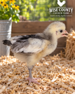2 Week Old, Injured Right Leg