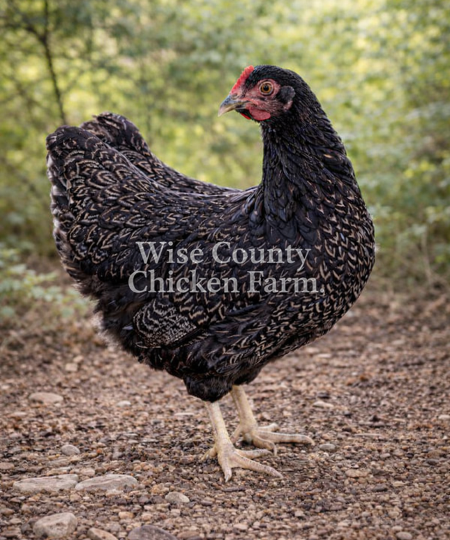 Double Silver Laced Barnevelder