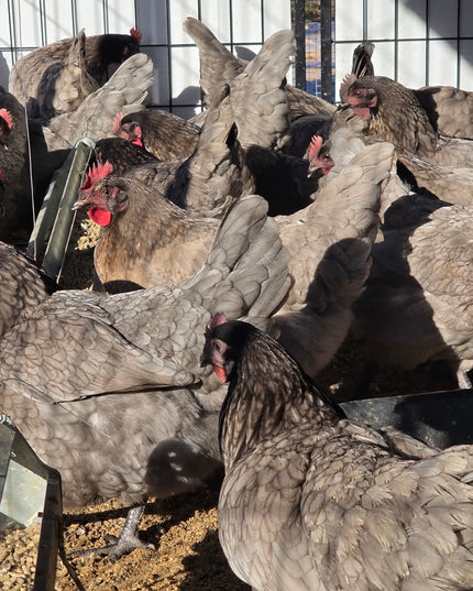 Sapphire Gem Pullets 4.5 Mo Old