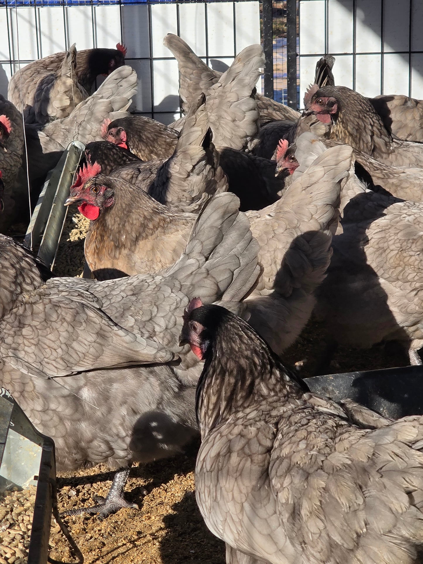 Sapphire Gems Laying Hen