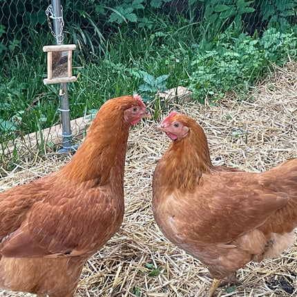 Collection image for: Home page