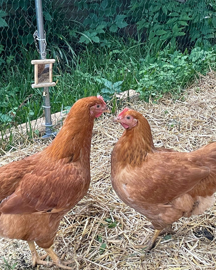 Texas Red Pullets- 18-24 Weeks Old