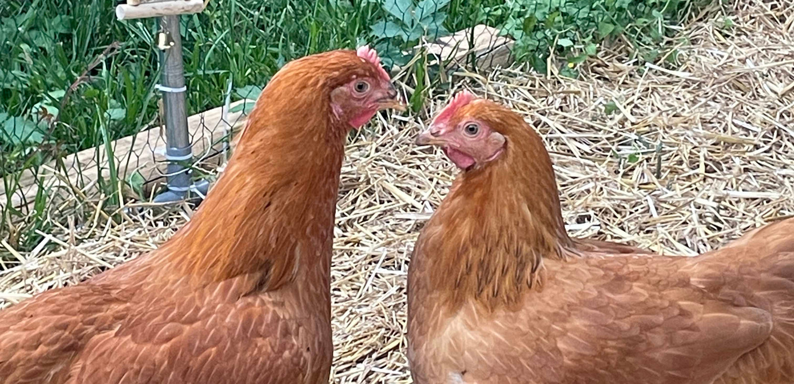 Wise County Chicken Farm photo 17