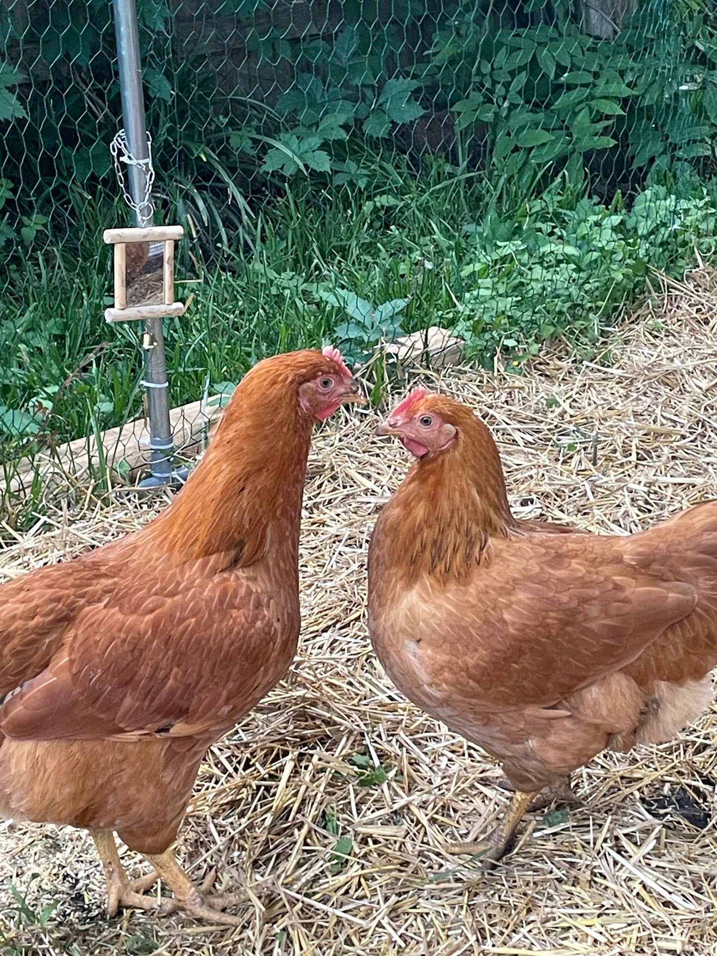 Texas Red Pullets- 18-24 Weeks Old