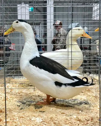 Black & White Magpie Ducks (Online Only)