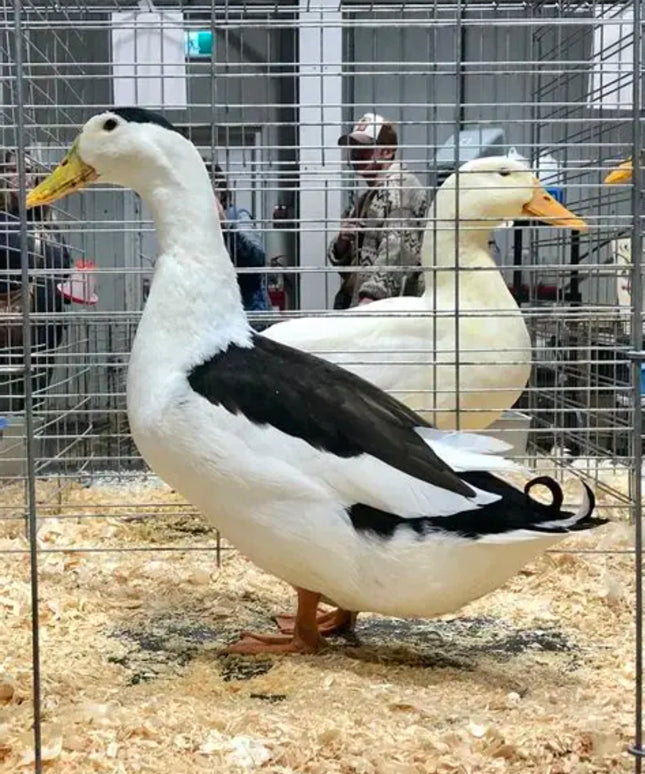 Black & White Magpie Ducks Hatching Eggs (Online Only)