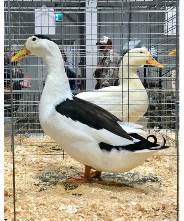 Black & White Magpie Ducks (Online Only)