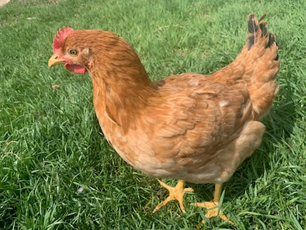 Texas Red Pullets- 18-24 Weeks Old