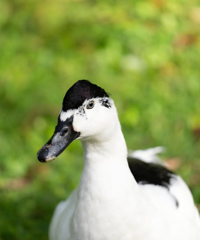 Black & White Magpie Ducks (Online Only)