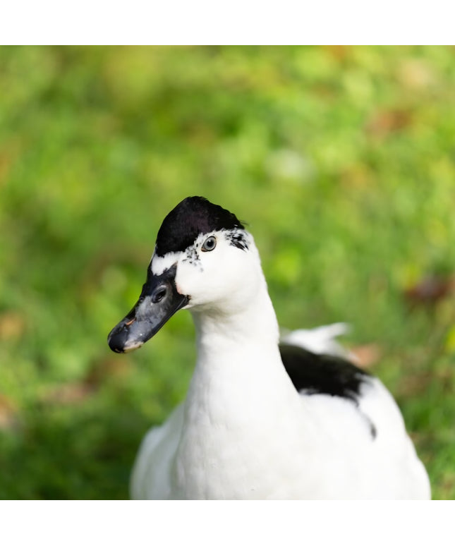 Black & White Magpie Ducks Hatching Eggs (Online Only)