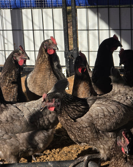 Sapphire Gem Pullets 4.5 Mo Old