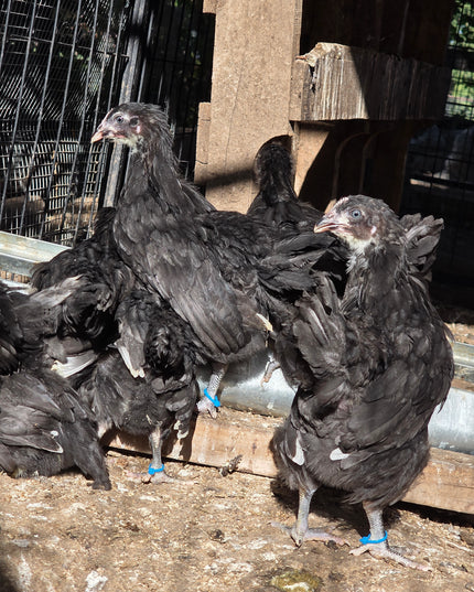 French Black Copper Maran Started Pullets