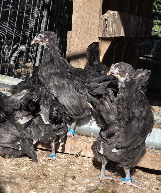 French Black Copper Marans