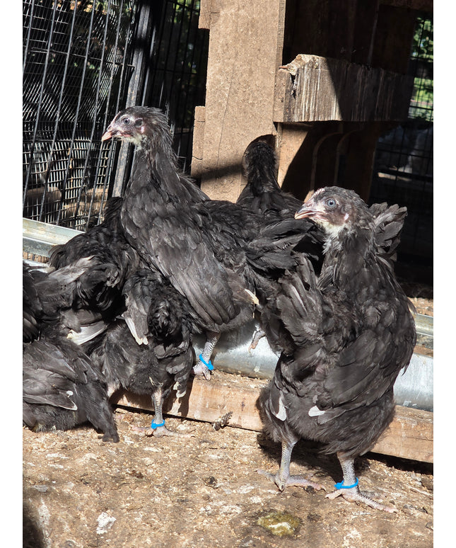 French Black Copper Maran Started Pullets