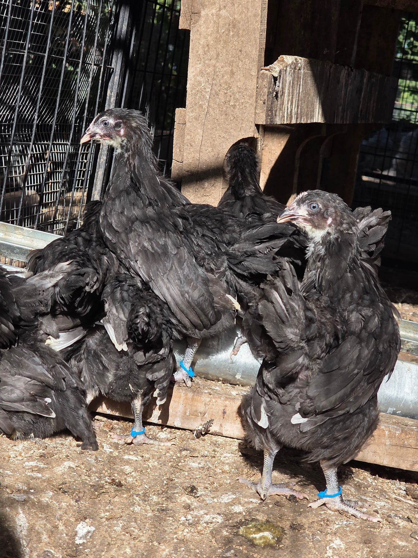 Black Copper Marans Pullet Chicks (Hatch 2.3.2026)