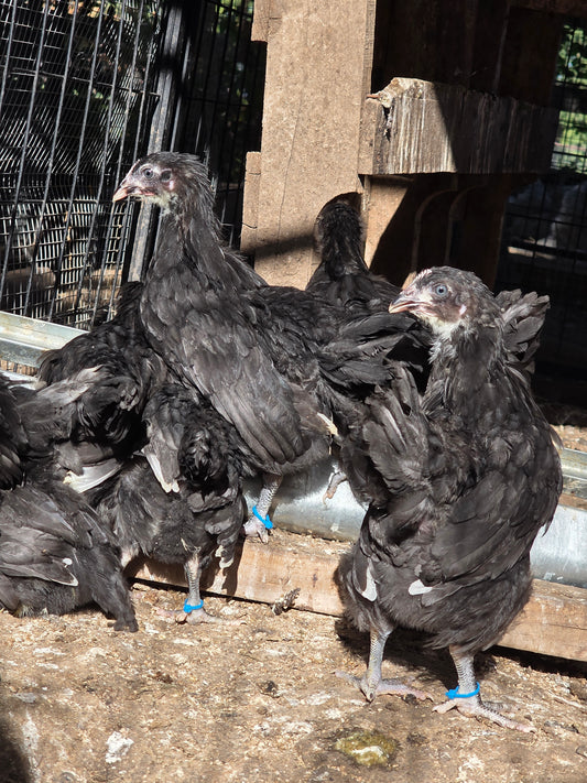 Black Copper Marans Pullet Chicks (Hatch 2.3.2026)