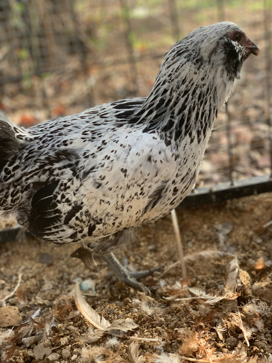 Americauna Roosters