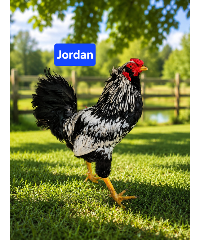 Second Chance Rooster - Jordan