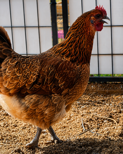 Mystery Chicken - Easter Egger ? Green Egger ? - Read Description