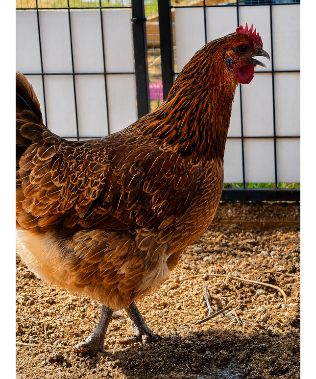 Mystery Chicken - Easter Egger ? Green Egger ? - Read Description