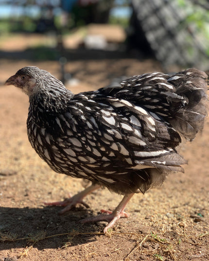 Silver Laced Wyandottes Pullet Chicks (Hatch 2.3.2026)