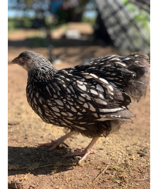 Silver Laced Wyandottes Started Pullets