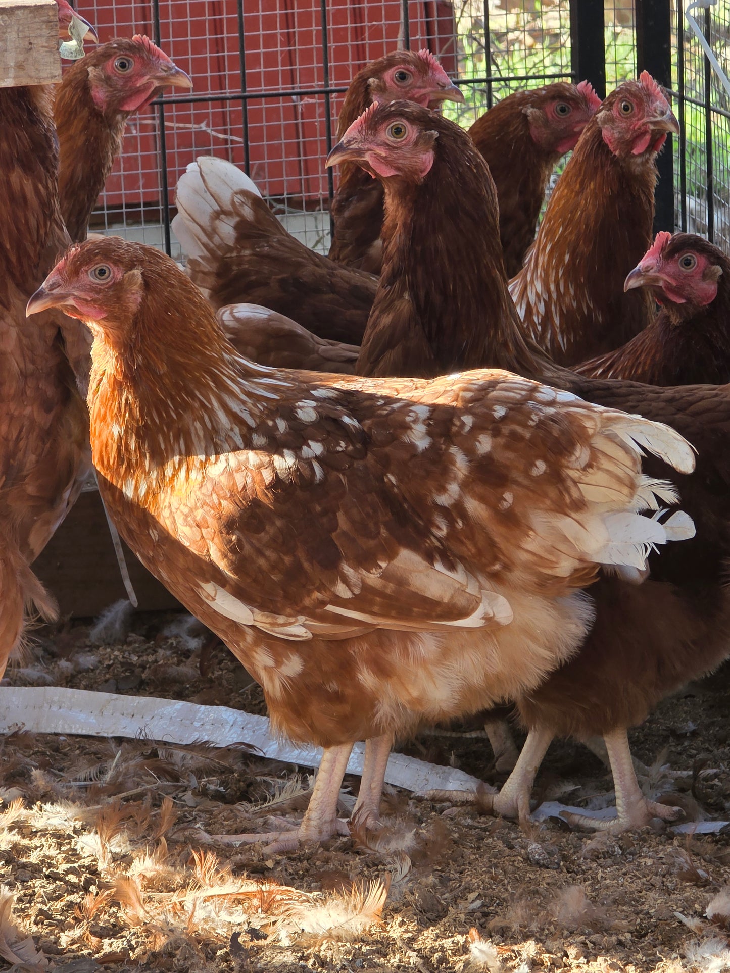 Red Sex Link Pullets