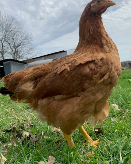 Texas Red Pullets- 18-24 Weeks Old