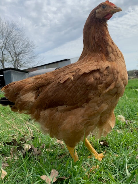 Texas Red Pullets- 18-24 Weeks Old