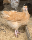 Female (Hatched 3.3.2026)