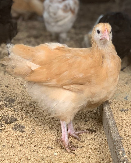 Buff Orpington Pullet Chicks