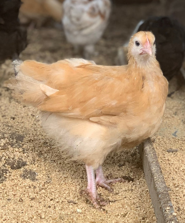 Buff Orpington Pullet Chicks (Hatch 2.3.2026)