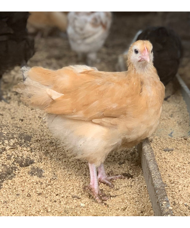 Buff Orpington Pullets - 4 Mo Old