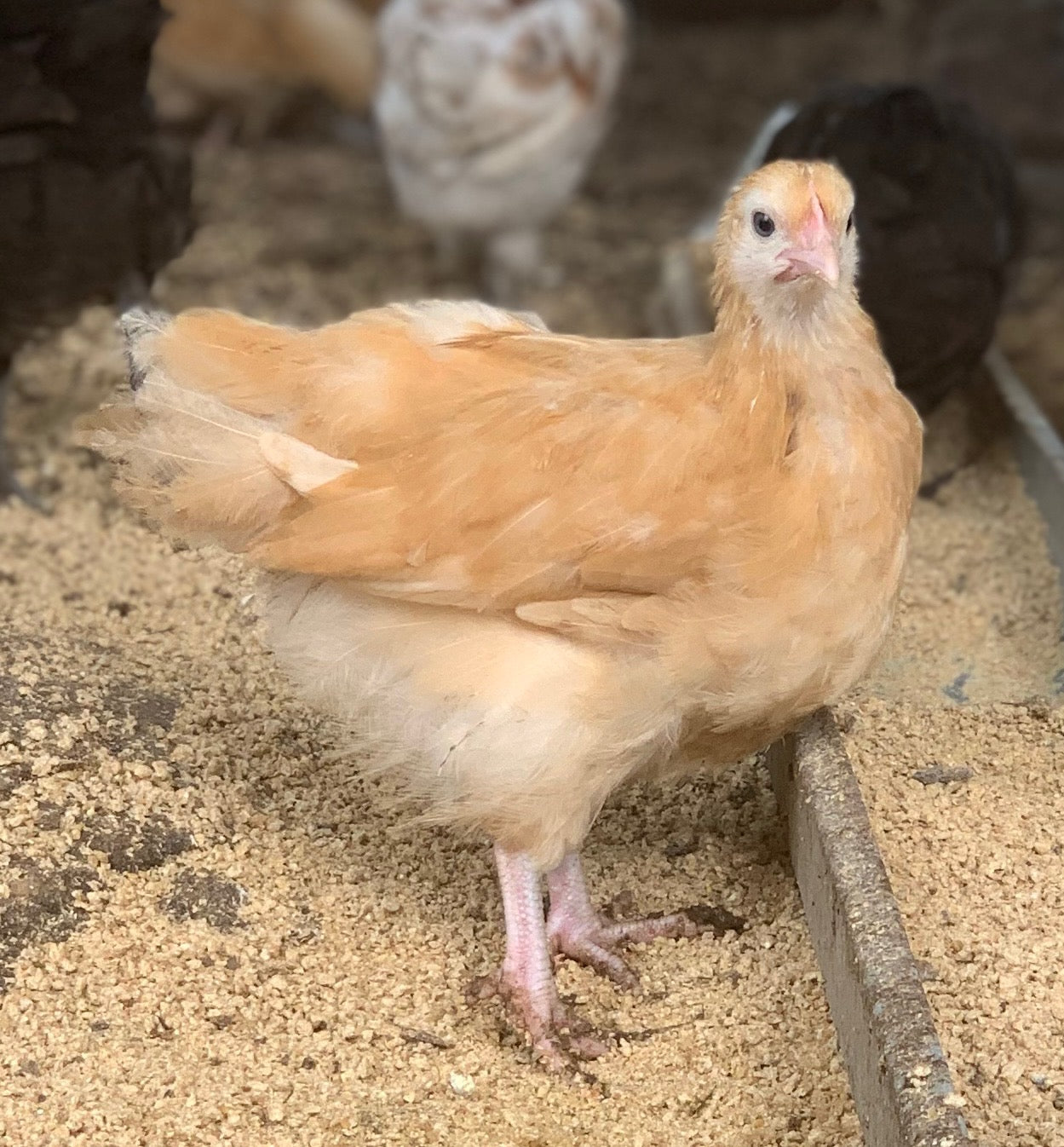 Buff Orpington Started Pullets