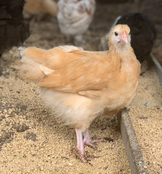 Buff Orpington Started Pullets