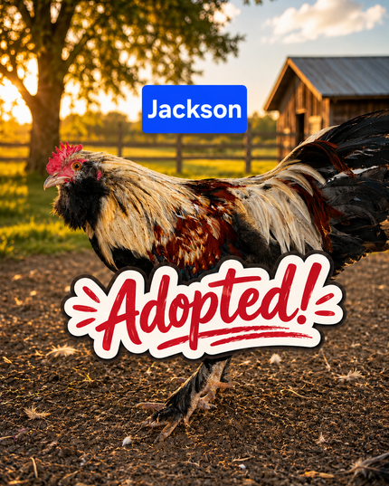 Second Chance Rooster - Jackson