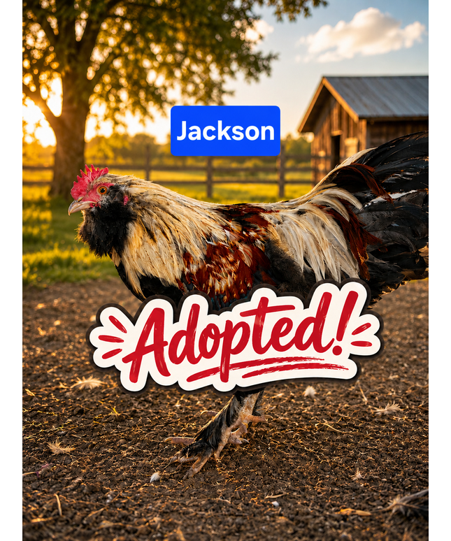 Second Chance Rooster - Jackson