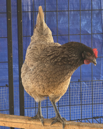 Sapphire Gem Pullets 4.5 Mo Old