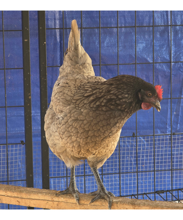Sapphire Gem Pullets - 20 Weeks