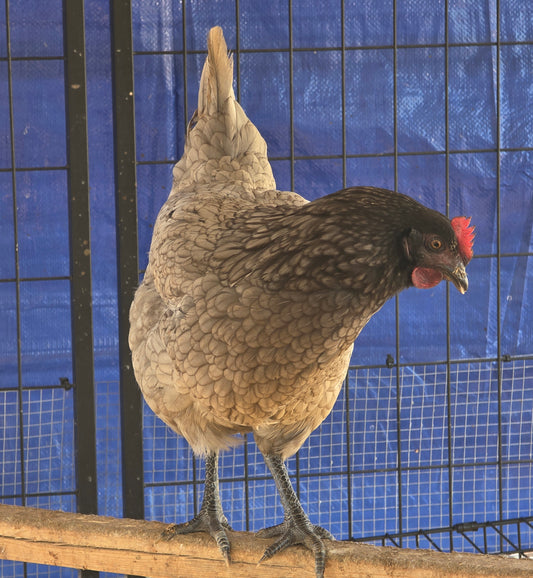 Sapphire Gems Laying Hen