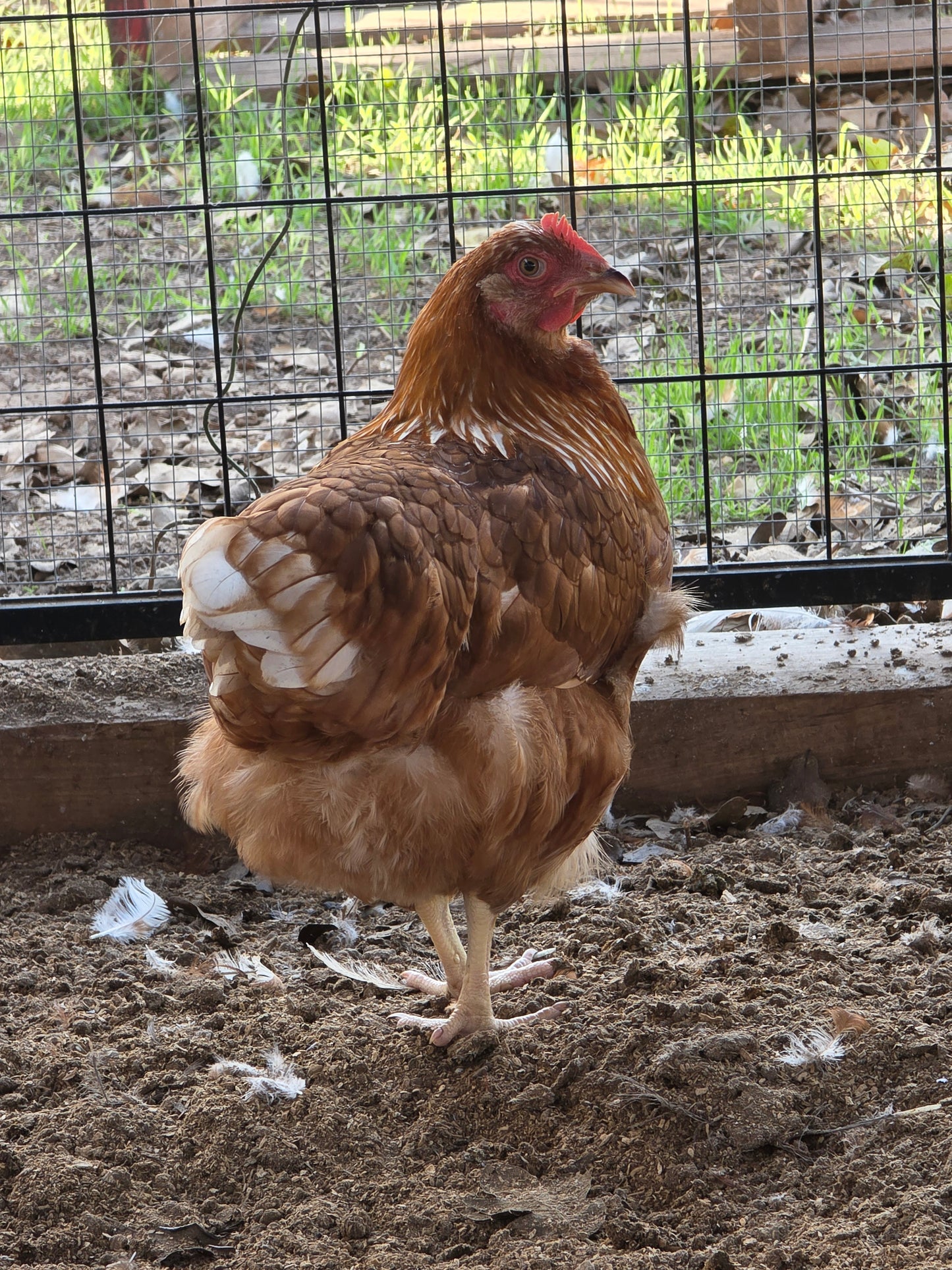 Red Sex Link Pullets