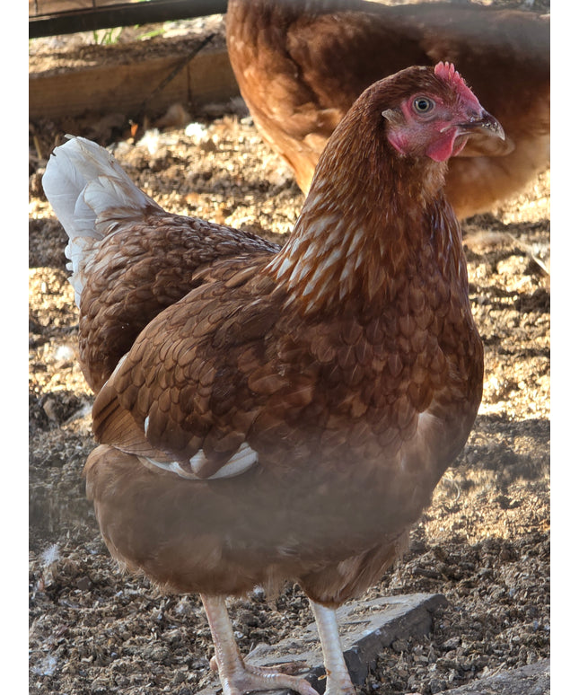 Red Sex Link Pullets - 6 Months