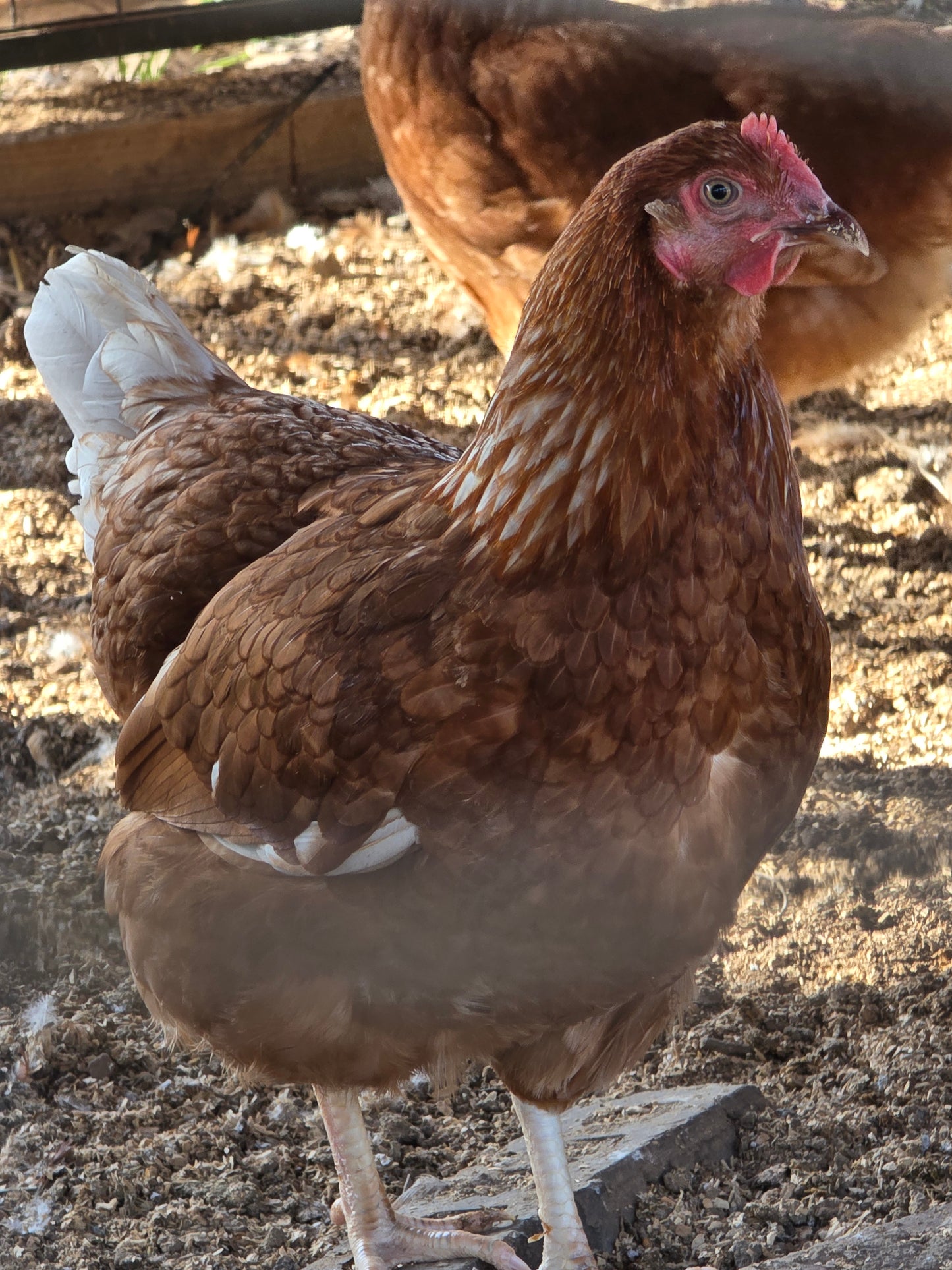 Red Sex Link Pullets