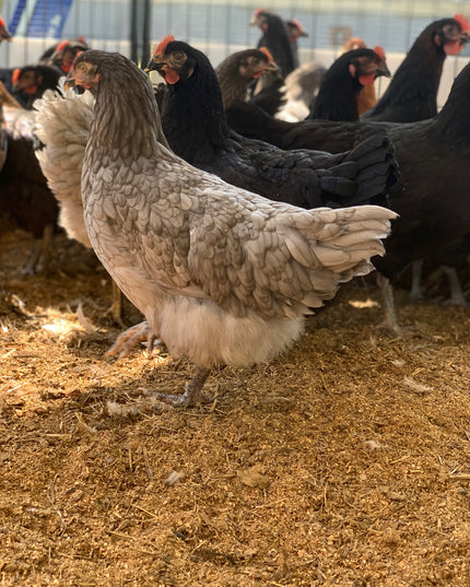 Production Blue Pullets (14-16 Weeks)