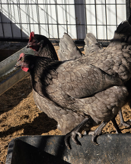 Sapphire Gem Pullets 4.5 Mo Old