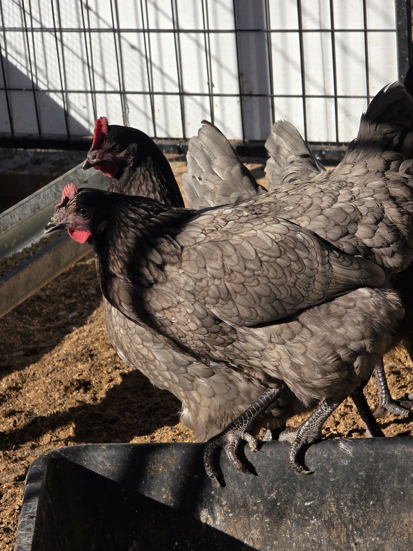 Sapphire Gems Laying Hen