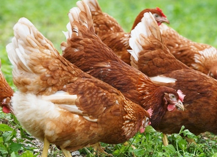Red Sex Link Pullets