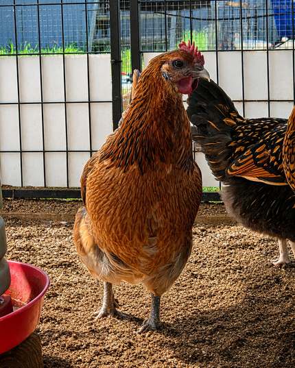 Mystery Chicken - Easter Egger ? Green Egger ? - Read Description