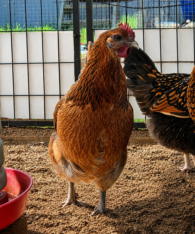 Mystery Chicken - Easter Egger ? Green Egger ? - Read Description